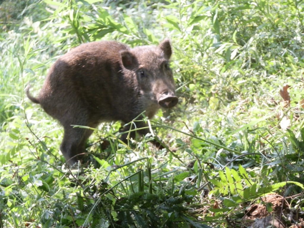 イノシシ