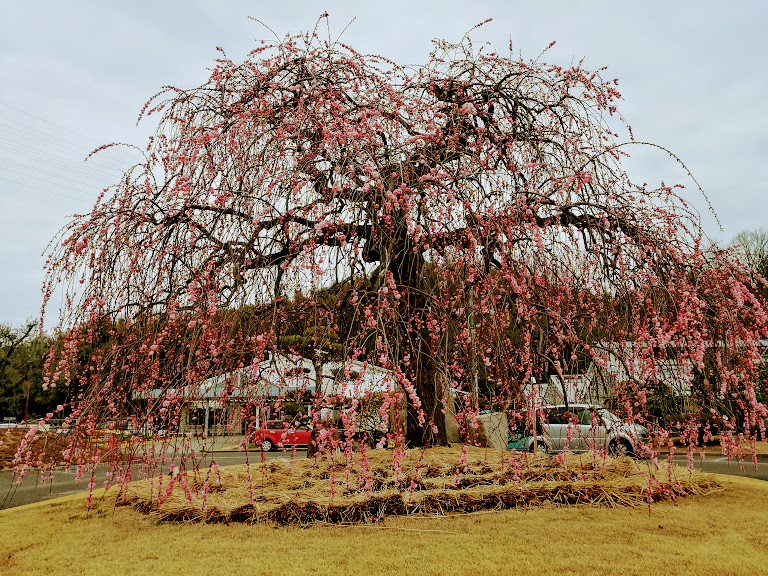 高松市 1種 0本の梅の木が咲き誇る あらゆる品種のお花も 無料で楽しめる香川県園芸総合センター 号外net 高松市 東讃