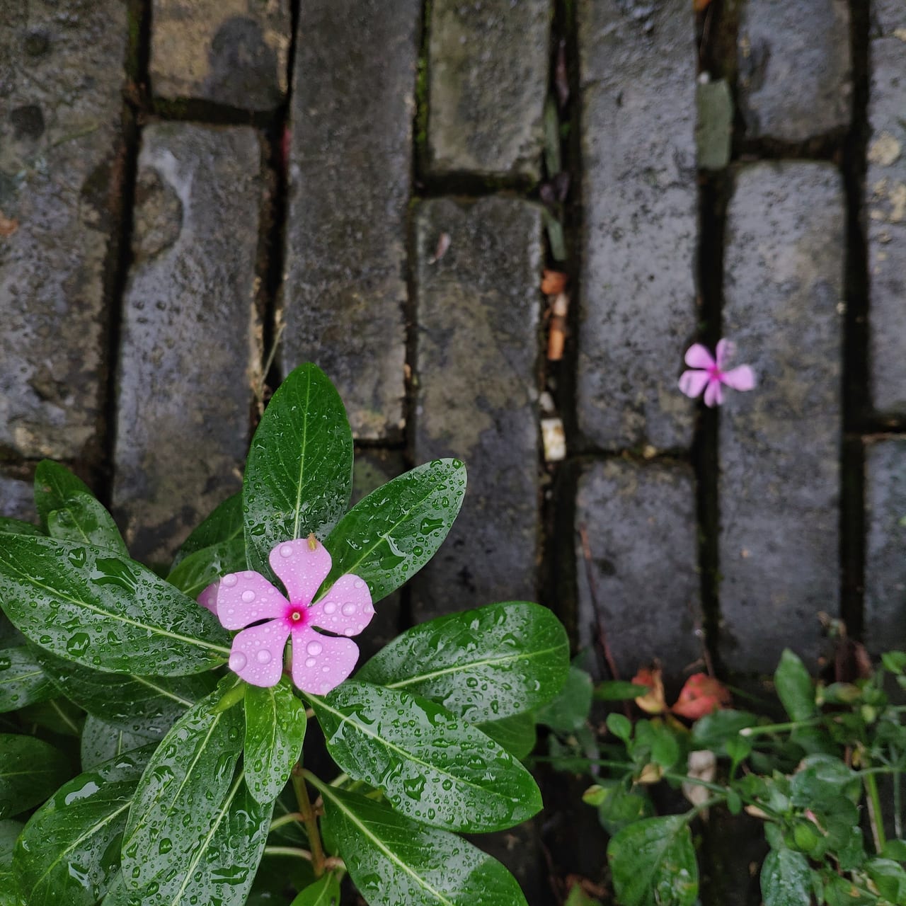 梅雨