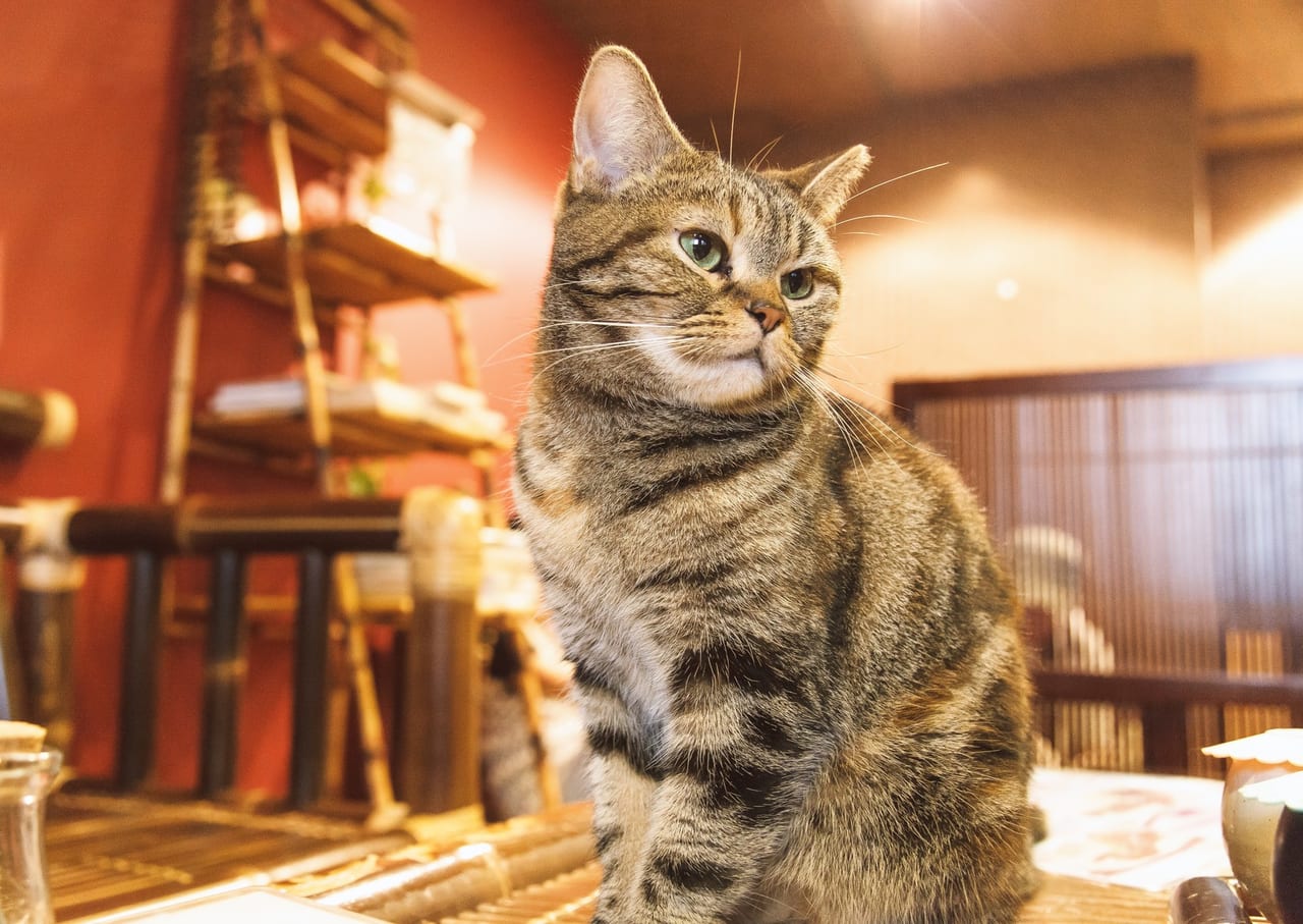 高松市 片原町に 保護猫カフェcatloaf キャットローフ がオープンするようです 号外net 高松市 東讃
